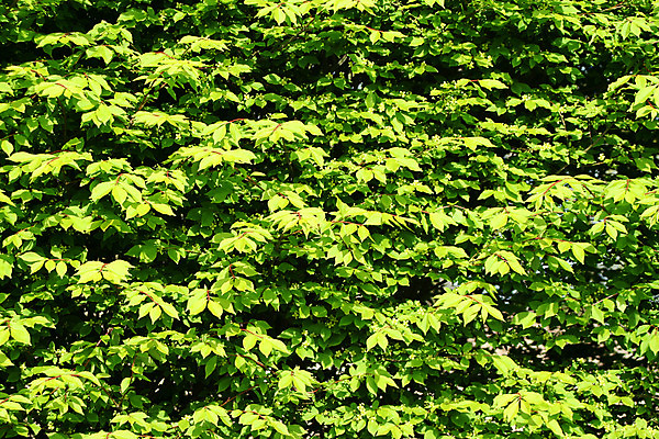 포토 JPG 해외이미지 식물 백그라운드 잎 자연 사람없음 야외 초록색 봄 나뭇가지 질감 내추럴 해외202004 해외포토 나무 계절 컬러 생태계 파일형식 이미지허브