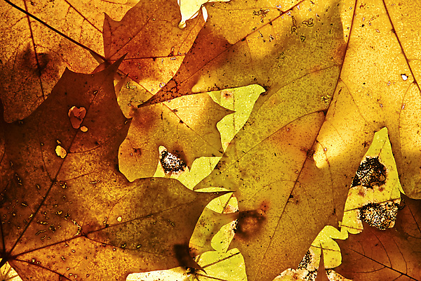 포토 JPG 해외이미지 나무 디자인 계절 백그라운드 단풍 잎 오렌지 자연 벽지 추상 바닥 사람없음 가로 빨간색 빛 갈색 노란색 가을 변화 황금 떨어짐 9월 11월 가득함 심볼 질감 정맥 10월 광 해외202004 해외포토 식물 컬러 컨셉 무늬 과일 날짜 생태계 혈관 파일형식 이미지허브