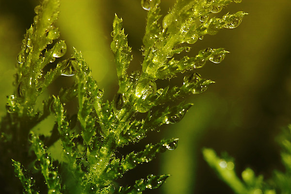 포토 JPG 해외이미지 식물 백그라운드 잎 자연 벽지 아침 날씨 추상 잔디 사람없음 야외 초록색 물 여름 빛 환경 침묵 봄 활발 거품 젖음 성장 물방울 신선 투명 액체 떨어짐 이슬 빗방울 순수 보케 내추럴 해외202004 해외포토 주간 자연요소 계절 컬러 컨셉 무늬 소리 비_날씨 생태계 파일형식 이미지허브