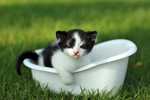 포토 JPG 해외이미지 동물 응시 새끼 수염 털 사람없음 야외 가로 초록색 반려동물 귀여움 고양이 줄무늬 회색 흰색 아기 달콤 작음 흰배경 슛 내추럴 기르기 유래 해외202004 해외포토 시선 컬러 백그라운드 컨셉 무늬 포유류 사람 맛 크기 돌봄 파일형식 이미지허브