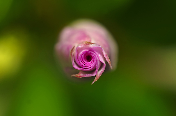 포토 JPG 해외이미지 식물 꽃잎 꽃 분홍색 백그라운드 패턴 자연 추상 발렌타인데이 사랑 사람없음 장미 정원 벚꽃 신선 묘사 질감 부드러움 블러 해외202004 해외포토 감정 컬러 무늬 데이이벤트 감각 생태계 파일형식 이미지허브