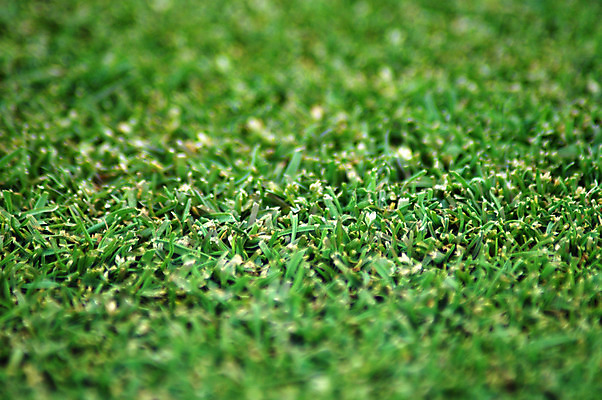 포토 JPG 해외이미지 식물 공원 스포츠 백그라운드 패턴 골프 자연 사람없음 달리기 럭비 축구 경기장 산책 야구 레이싱 질감 귀뚜라미 해외202004 해외포토 공공시설 곤충 무늬 스포츠시설 모션 휴식 시합 구기 생태계 파일형식 이미지허브