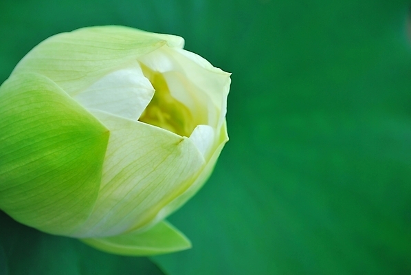 포토 JPG 해외이미지 계절 공원 꽃잎 꽃 문화 선 분홍색 여행 백그라운드 컨셉 잎 추상 연꽃 사람없음 초록색 여름 평화 정원 일본 침묵 고요 기쁨 벚꽃 흰색 연못 가득함 심볼 순수 명상 해외202004 해외포토 식물 공공시설 감정 아시아 컬러 무늬 소리 파일형식 이미지허브