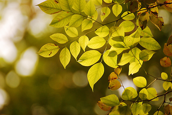 포토 JPG 해외이미지 나무 식물 디자인 계절 분홍색 백그라운드 단풍 잎 패턴 오렌지 일러스트 자연 벽지 하늘 추상 프레임 사람없음 야외 장식 빨간색 여름 파란색 빛 컬러풀 태양 갈색 노란색 환경 성장 가을 나뭇가지 신선 황금 숲 유기농 질감 고립 해외202004 해외포토 자연요소 웰빙 컬러 무늬 과일 생태계 파일형식 이미지허브