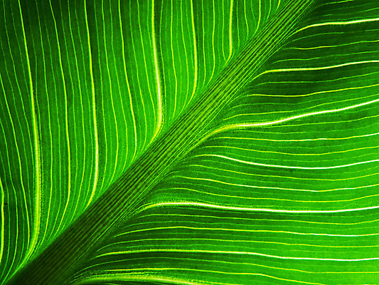 포토 JPG 해외이미지 모양 식물 계절 선 백그라운드 잎 꽃무늬 패턴 자연 추상 건강 사람없음 초록색 여름 환경 봄 성장 가을 흰색 신선 닫기 보호 묘사 오브젝트 싱글 유기농 생태계 질감 호두 정맥 내추럴 대칭 생태학 엘리먼트 해외202004 해외포토 웰빙 교육 꽃 컬러 컨셉 무늬 모션 견과류 혈관 파일형식 이미지허브