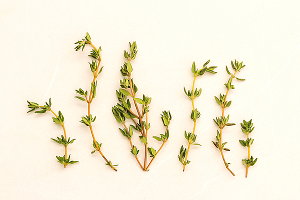 포토 JPG 해외이미지 나무 식물 계절 실루엣 백그라운드 잎 패턴 재료 자연 고추 탁자 파프리카 건조 건강 요리 사람없음 초록색 약 봄 성장 흰색 나뭇가지 신선 양념 정상 인도인 수집 허브 향신료 유기농 향 카레 내추럴 고립 백리향 생태학 시나몬 엘리먼트 강황 해외202004 해외포토 외국인 웰빙 교육 음식 컬러 가구 무늬 채소 식재료 의학 촬영기법 동양인 생태계 향미료 파일형식 이미지허브