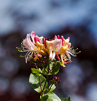 포토 JPG 해외이미지 꽃 사람없음 정원 시골 저녁 관목 원예 향기 세련 해외202004 해외포토 나무 식물 취미 야간 냄새 파일형식 이미지허브