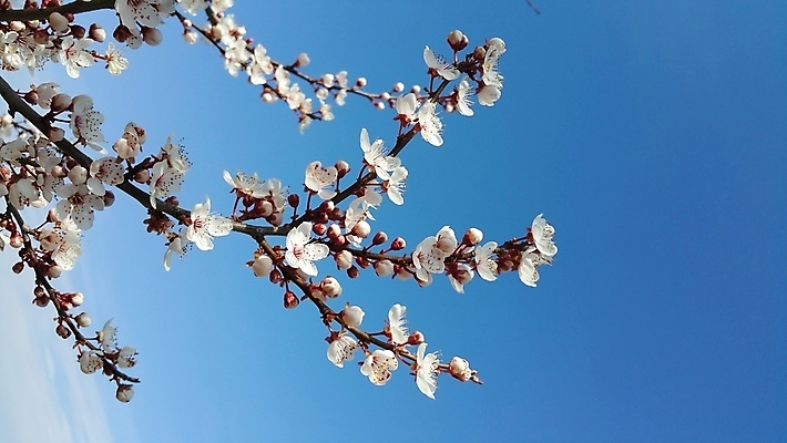 포토 JPG 해외이미지 나무 식물 꽃 분홍색 백그라운드 잎 자연 하늘 사람없음 야외 파란색 햇빛 정원 봄 벚꽃 흰색 해외202004 해외포토 계절 컬러 태양 생태계 파일형식 이미지허브