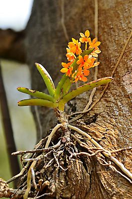 포토 JPG 해외이미지 식물 꽃잎 꽃 줄기 분홍색 꽃다발 잎 꽃무늬 오렌지 자연 선물 사랑 미술 사람없음 장식 빨간색 초록색 노란색 머리 정원 보라색 봄 벚꽃 흰색 난초 우아함 부드러움 호접란 내추럴 생태학 해외202004 해외포토 계절 교육 감정 컬러 컨셉 무늬 과일 문화예술 신체부위 감각 생태계 파일형식 이미지허브