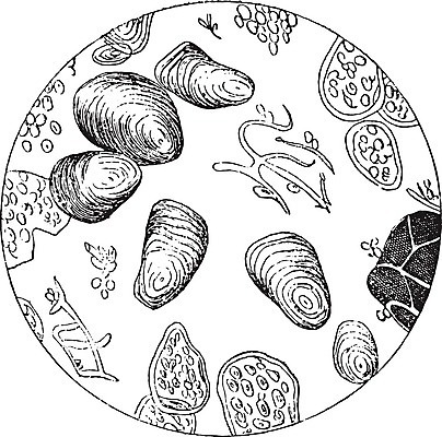 EPS 해외이미지 디자인 과학 패턴 일러스트 생물 콩 감자 현미경 미술 스터디 초콜릿 검은색 수확 골동품 덮개 흰색 역사 파편 낟알 그림 판화 녹말 옛날 더스트파티클 해외202004 해외일러스트 컬러 무늬 농업 채소 문화예술 디저트 곡류 실험기구 학습 뚜껑 파일형식 벡터 이미지허브
