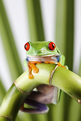 포토 JPG 해외이미지 한마리 야생동물 실내 매달리기 양서류 사람없음 아웃포커스 청개구리 잎줄기 해외202004 해외포토 동물 1 줄기 모션 촬영기법 개구리 내부 파일형식 이미지허브