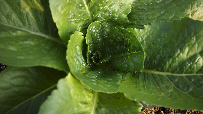 포토 JPG 해외이미지 식물 음식 백그라운드 잎 농업 다이어트 채소 재료 자연 건강 사람없음 초록색 정원 샐러드 신선 상추 유기농 질감 날것 내추럴 채식주의자 해외202004 해외포토 웰빙 산업 컬러 생태계 채식 파일형식 이미지허브