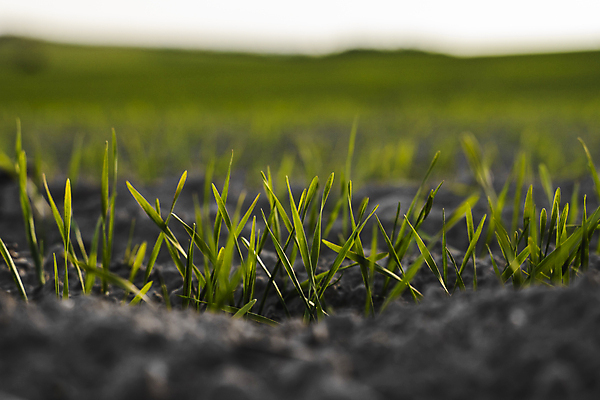 포토 JPG 해외이미지 식물 계절 음식 백그라운드 잎 밭 농업 자연 하늘 새로움 건강 씨앗 풍경 사람없음 초록색 여름 농작물 햇빛 농장 농경지 새싹 환경 흙 봄 성장 시골 신선 낟알 땅 시리얼 밀 유기농 보리 먼지 내추럴 모종 밭일 줄서기 호밀 세련 귀리 해외202004 해외포토 웰빙 산업 컬러 컨셉 모션 곡류 태양 생태계 파일형식 이미지허브
