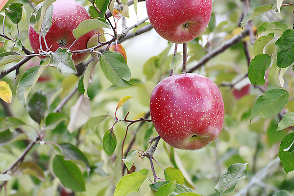 포토 JPG 해외이미지 식물 음식 잎 농업 과일 자연 디저트 건강 사람없음 빨간색 초록색 정원 일본 주스 신선 달콤 사과 유기농 내추럴 채식주의자 해외202004 해외포토 웰빙 산업 아시아 음료 컬러 맛 생태계 채식 파일형식 이미지허브