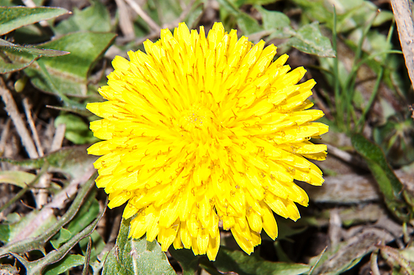 포토 JPG 해외이미지 식물 계절 공원 꽃 백그라운드 밭 자연 풍경 잔디 사람없음 야외 초록색 햇빛 노란색 정원 봄 벚꽃 시골 신선 개화 민들레 내추럴 해외202004 해외포토 공공시설 컬러 농업 태양 생태계 파일형식 이미지허브