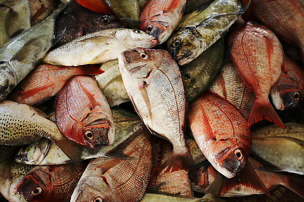 포토 JPG 해외이미지 음식 바다 어류 사람없음 잡기 시장 해산물 지느러미 해외202004 해외포토 모션 수중동물 파일형식 이미지허브