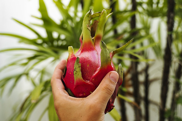 포토 JPG 해외이미지 아시아 음식 분홍색 조각 백그라운드 잎 다이어트 과일 태국 자연 선인장 건강 씨앗 동양인 사람없음 빨간색 초록색 활발 흰색 용 신선 닫기 달콤 맛 자르기 먹기 유기농 날것 내추럴 고립 숙성 이국적 해외202004 해외포토 식물 웰빙 나라 컬러 컨셉 모션 인종 생태계 파일형식 이미지허브