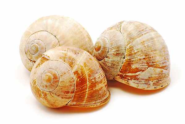 포토 JPG 해외이미지 바다 백그라운드 컨셉 자연 추상 조개 그림자 사람없음 물 갈색 노란색 환경 껍질 흰색 원형 중앙 구매 오브젝트 서식 날카로움 원뿔 내추럴 고립 옛날 해외202004 해외포토 자연요소 도형 컬러 무늬 어패류 쇼핑 생태계 파일형식 이미지허브