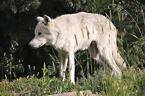 포토 JPG 해외이미지 동물 응시 야생동물 포유류 자연 친절 생물 털 서기 사람없음 흰색 관찰 강아지 먹이 모피 북극 육식동물 리빙 늑대 내추럴 주목 포식 해외202004 해외포토 시선 컬러 모션 반려동물 개 극지방 생태계 파일형식 이미지허브