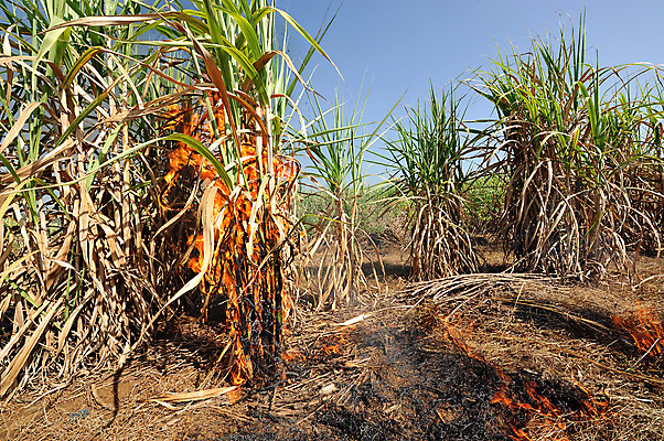 포토 JPG 해외이미지 식물 밭 농업 태국 지팡이 불 불꽃 사람없음 농장 작업 뜨거움 농부 설탕 화석 연료 밀짚 밭일 화상 사탕수수 해외202004 해외포토 자연요소 직업 산업 아시아 짚 상처 파일형식 이미지허브