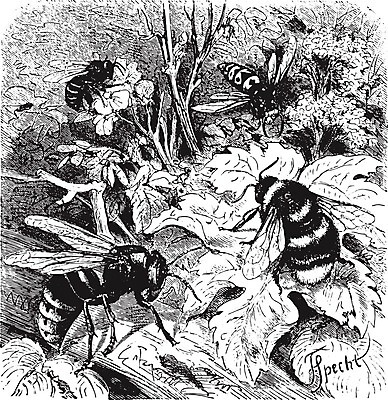 EPS 해외이미지 식물 동물 유럽 야생동물 곤충 잎 날개 일러스트 자연 미술 검은색 수확 골동품 흰색 말벌 벌 그림 생물학 판화 내추럴 드론 옛날 해외202004 해외일러스트 교육 나라 컬러 농업 문화예술 벌_곤충 생태계 파일형식 벡터 이미지허브