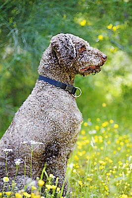 포토 JPG 해외이미지 동물 라이프스타일 공원 남자 행복 컨셉 가족 자연 놀이 사랑 사람 소년 사람없음 야외 초록색 반려동물 일몰 놀람 우정 산책 기쁨 도시 황금 개 리트리버 강아지 정상 래브라도리트리버 주인 기르기 돌봄 우수 유래 해외202004 해외포토 공공시설 감정 어린이 컬러 포유류 관계 모션 휴식 표정 생활 친구 노을 절기 생태계 파일형식 이미지허브