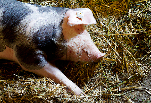 포토 JPG 해외이미지 동물 농업 휴식 실내 사람없음 햇빛 농장 펜 가축 잠 돼지 외양간 거짓말 해외202004 해외포토 산업 컨셉 포유류 내부 태양 필기구 파일형식 이미지허브