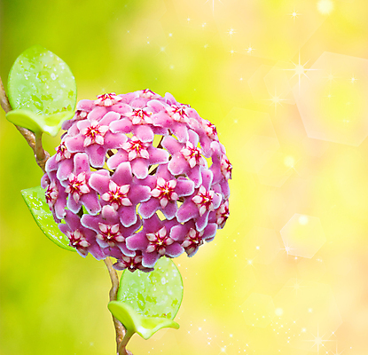 포토 JPG 해외이미지 1 디자인 꽃잎 꽃 줄기 분홍색 꽃다발 백그라운드 꽃무늬 패턴 텍스트 자연 휴가 사람없음 장식 빨간색 초록색 여름 머리 우주 보라색 어둠 벚꽃 닫기 큼 제비꽃 오브젝트 원예 보케 강렬 해외202004 해외포토 식물 계절 컬러 무늬 모션 취미 신체부위 크기 생태계 파일형식 이미지허브