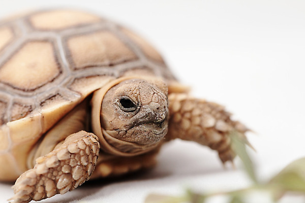 포토 JPG 해외이미지 동물 응시 야생동물 파충류 자연 사람없음 초록색 반려동물 갈색 껍질 흰색 아기 거북이 만족 멸종 느림 갑옷 내추럴 기어가기 고립 이국적 채식주의자 초식 해외202004 해외포토 시선 감정 컬러 모션 사람 보호장비 생태계 채식 파일형식 이미지허브