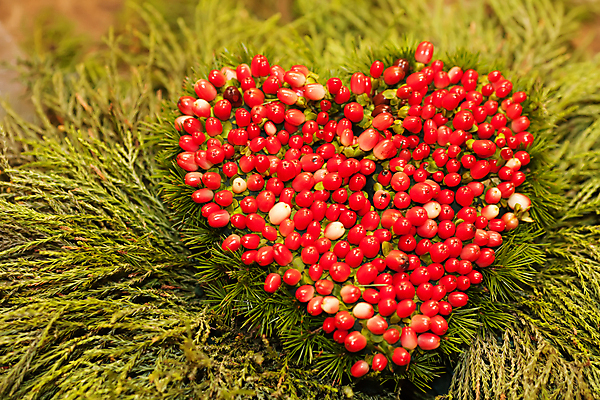 포토 JPG 해외이미지 모양 나무 식물 계절 열매 꽃다발 백그라운드 단풍 잎 오렌지 과일 일러스트 자연 추상 산 사랑 미술 씨앗 사람없음 장식 가로 빨간색 초록색 갈색 노란색 가을 나뭇가지 하트 떨어짐 작음 다발 오브젝트 그림 구성 떠남 숙성 해외202004 해외포토 꽃 감정 컬러 컨셉 무늬 모션 문화예술 크기 생태계 파일형식 이미지허브