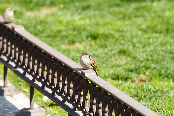 포토 JPG 해외이미지 나무 동물 커플 야생동물 2 조류 거리 사람없음 여름 울타리 갈색 봄 회색 젖음 도시 스페인 작음 깃털 부리 참새 청동 마드리드 해외202004 해외포토 식물 계절 유럽 컬러 관계 담장 크기 파일형식 이미지허브