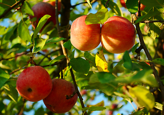 포토 JPG 해외이미지 나무 식물 계절 음식 줄기 잎 농업 다이어트 과일 자연 건강 사람없음 야외 빨간색 초록색 여름 빛 농장 우주 정원 수확 성장 가을 나뭇가지 신선 달콤 사과 다발 먹기 상쾌 유기농 원예 내추럴 숙성 해외202004 해외포토 웰빙 감정 산업 컬러 모션 취미 맛 생태계 파일형식 이미지허브