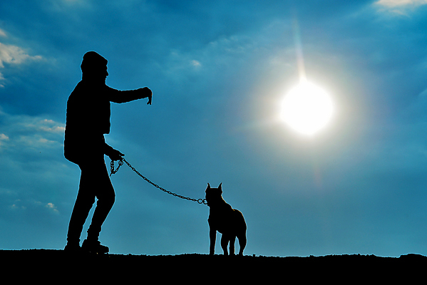 포토 JPG 해외이미지 실루엣 밭 사람없음 에너지 자신감 발표 개 보호 위험 역동적 지역 주인 해외202004 해외포토 감정 컨셉 농업 포유류 촬영기법 파일형식 이미지허브