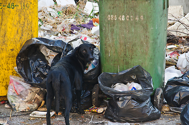 포토 JPG 해외이미지 사람없음 환경 검은색 쓰레기통 개 쓰레기 폐기물 먹기 버리기 열정 문제 땅파기 폐수 해외202004 해외포토 감정 컬러 포유류 모션 환경오염 파일형식 이미지허브