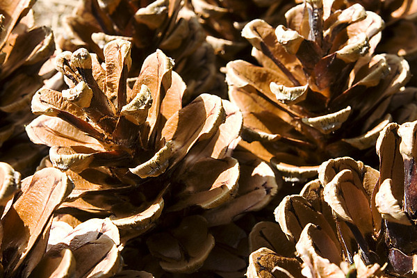 포토 JPG 해외이미지 나무 식물 백그라운드 자연 씨앗 사람없음 소나무 닫기 질감 솔방울 침엽수 원뿔 내추럴 해외202004 해외포토 도형 모션 생태계 파일형식 이미지허브