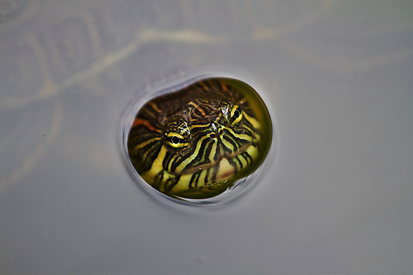 포토 JPG 해외이미지 호수 야생동물 여행 파충류 멕시코 사람없음 물 반려동물 강 수중 연못 중앙아메리카 거북이 습지 육식동물 동물상 침몰 해외202004 해외포토 자연요소 동물 북아메리카 아메리카 조형물 파일형식 이미지허브