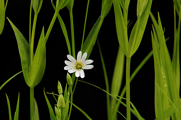 포토 JPG 해외이미지 식물 1 꽃잎 꽃 백그라운드 자연 사람없음 야외 초록색 머리 평화 정원 검은색 봄 성장 벚꽃 흰색 신선 오픈 생일 숲 자르기 오브젝트 싱글 개성 고립 천진난만 캐모마일 부족함 해외202004 해외포토 계절 기념일 컬러 컨셉 모션 신체부위 허브 생태계 파일형식 이미지허브