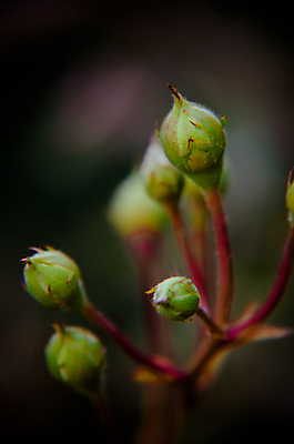 포토 JPG 해외이미지 식물 꽃잎 꽃 잎 꽃무늬 자연 사랑 사람없음 초록색 빛 장미 노란색 머리 정원 검은색 어둠 화목 봄 벚꽃 흰색 신선 개화 우아함 관목 순수 원예 아로마 내추럴 고립 낭만주의 해외202004 해외포토 나무 계절 감정 컬러 컨셉 무늬 취미 신체부위 생태계 파일형식 이미지허브