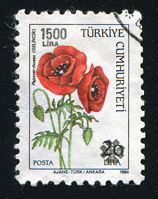 포토 JPG 해외이미지 식물 꽃 꽃다발 잎 자연 봉투 친절 사람없음 새싹 수확 골동품 벚꽃 나뭇가지 개화 메시지 역사 우아함 물개 편지 복고 향기 냄새 엽서 아로마 부드러움 양귀비 칠면조 우표 단아함 옛날 해외202004 해외포토 나무 컨셉 농업 포유류 조류 바다동물 감각 생태계 파일형식 이미지허브