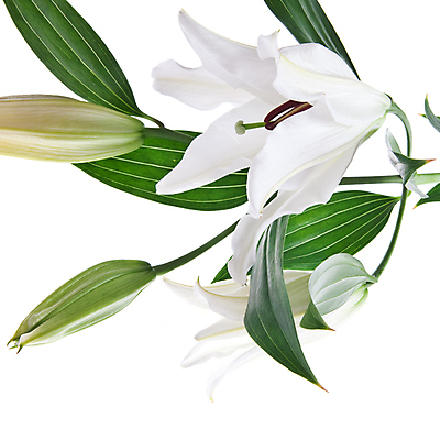 포토 JPG 해외이미지 꽃 꽃다발 결혼 백그라운드 꽃무늬 사람없음 벚꽃 흰색 신선 꽃집 고립 해외202004 해외포토 식물 컬러 무늬 이벤트 상점 파일형식 이미지허브