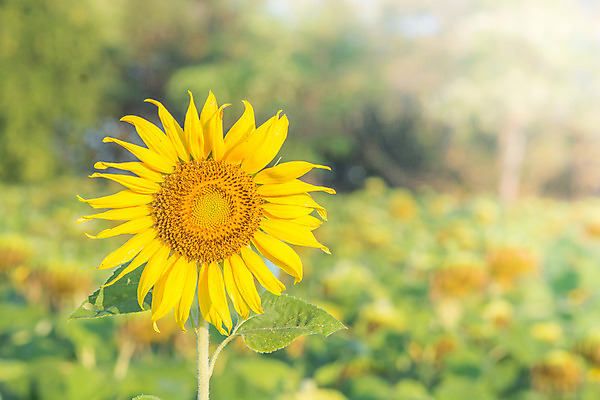 포토 JPG 해외이미지 식물 꽃잎 꽃 백그라운드 꽃무늬 밭 자연 사람없음 야외 가로 초록색 파란색 노란색 정원 봄 벚꽃 흰색 개화 선택 원예 부드러움 내추럴 깊이 블러 해외202004 해외포토 계절 컬러 컨셉 무늬 농업 취미 감각 생태계 파일형식 이미지허브