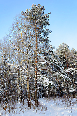 포토 JPG 해외이미지 나무 식물 구름 디자인 계절 공원 여행 백그라운드 크리스마스 겨울 자연 하늘 날씨 풍경 사람없음 야외 목재 초록색 파란색 빛 갈색 환경 냉동 얼음 검은색 추위 흰색 나뭇가지 소나무 숲 서리 장면 상록수 침엽수 층 전나무 원뿔 내추럴 제설기 가문비나무 해외202004 해외포토 자연요소 도형 공공시설 기념일 컬러 재료 생태계 제설 파일형식 이미지허브