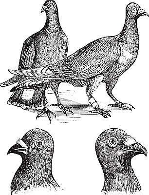 EPS 해외이미지 동물 프로포즈 날개 일러스트 통신 자연 조류 미술 평화 검은색 자유 수확 골동품 흰색 메시지 인쇄 편지 깃털 서비스 그림 비둘기 부리 판화 신앙심 옛날 채석 해외202004 해외일러스트 컬러 컨셉 농업 문화예술 생태계 파일형식 벡터 이미지허브