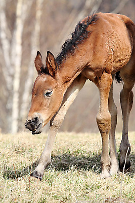 포토 JPG 해외이미지 동물 딸 밭 포유류 자연 털 사람없음 야외 초록색 반려동물 농장 갈색 머리 맑음 목장 시골 숲 코 갈기 망아지 기르기 해외202004 해외포토 새끼 컬러 농업 가족 날씨 신체부위 말_동물 생태계 돌봄 파일형식 이미지허브