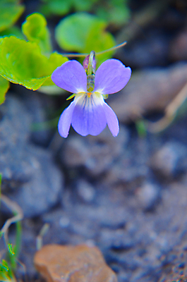 포토 JPG 해외이미지 식물 계절 꽃잎 꽃 백그라운드 잎 꽃무늬 밭 자연 사람없음 야외 목재 가로 초록색 여름 파란색 컬러풀 환경 정원 보라색 봄 활발 성장 벚꽃 나뭇가지 개화 닫기 달콤 숲 제비꽃 묘사 라벤더 라일락 내추럴 비올라 해외202004 해외포토 나무 컬러 컨셉 무늬 농업 재료 모션 맛 허브 생태계 파일형식 찰현악기 이미지허브