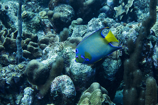 포토 JPG 해외이미지 동물 야생동물 바다 패턴 어류 사람없음 파란색 노란색 바닷속 수중 점 산호 질감 지느러미 해외202004 해외포토 컬러 무늬 수중동물 자포동물 파일형식 이미지허브