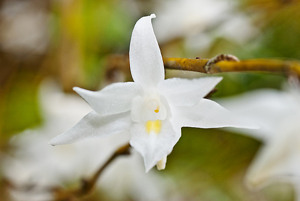 포토 JPG 해외이미지 식물 라이프스타일 공원 꽃잎 꽃 줄기 분홍색 백그라운드 잎 꽃무늬 자연 건강 선물 사람없음 장식 빨간색 초록색 세트 약 노란색 보라색 검은색 스파 어둠 회색 벚꽃 흰색 나뭇가지 축하 신선 난초 닫기 대나무 오브젝트 장면 내추럴 고립 이국적 해외202004 해외포토 나무 공공시설 컬러 컨셉 무늬 의학 모션 생활 생태계 파일형식 이미지허브