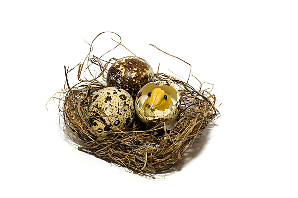 포토 JPG 해외이미지 자연 조류 휴가 부활절 병아리 사람없음 봄 껍질 둥지 작음 메추리 취급주의 해외202004 해외포토 동물 계절 기념일 경고 크기 생태계 파일형식 이미지허브