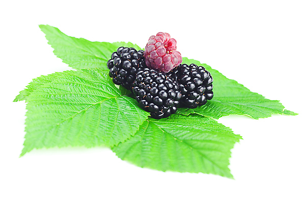 포토 JPG 해외이미지 열매 음식 백그라운드 잎 다이어트 과일 자연 디저트 건강 사람없음 빨간색 초록색 검은색 식사 흰색 신선 달콤 맛 아침식사 작음 먹기 오브젝트 상쾌 유기농 날것 향기 아로마 산딸기 블랙베리 내추럴 고립 과육 구성 숙성 채식주의자 해외202004 해외포토 식물 웰빙 감정 컬러 컨셉 모션 크기 생태계 채식 냄새 파일형식 이미지허브