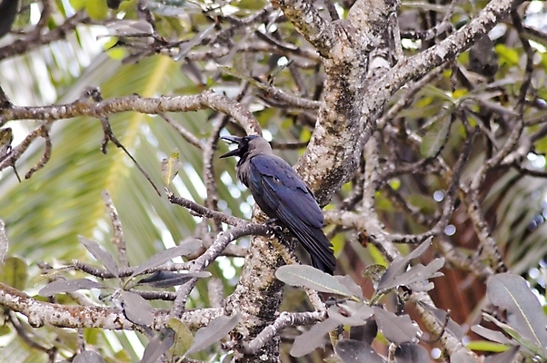 포토 JPG 해외이미지 동물 남자 얼굴 야생동물 여행 백그라운드 자연 조류 풍경 사람없음 야외 파란색 반려동물 갈색 머리 계란 검은색 정상 자르기 깃털 꼬리 부리 갈기 고립 돌봄 밭일 암탉 스타일 해외202004 해외포토 컬러 모션 사람 신체부위 알 닭 암컷 생태계 파일형식 이미지허브